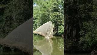 গাছের উপর থেকে জাল দিয়ে কী ভাবে মাছ ধরছে #video #fishing #fishcomedy #fish #amazingfish #amazingani