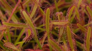 Discovering the Carnivorous Plant Nursery in All its Autumn Glory