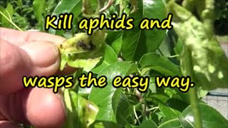 Shed wars  Corn planted and a tip on how to deal with aphids and wasps  17 05 2020 #shedwars