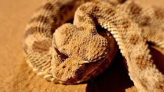 Mira lo que encontré en la montaña, Gara medouar, Vibora Cornuda, La serpiente mas peligrosa, 😳😲