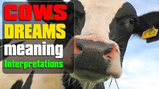 What does cow dreams mean? Dream meaning and Interpretations white, black, attacking cows and more