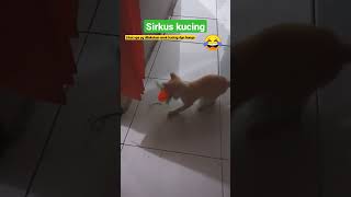 sirkus dan atraksi anak kucing bikin ngakak haha 😂