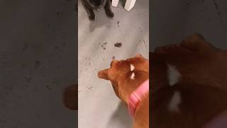 cat and dog aggressively killed a roach. #animals #shortviral