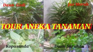 TOUR TANAMAN HERBAL / HERBAL PLANT TOUR/السياحة النباتية العشبية