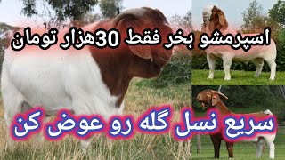 آموزش پرورش بز , تلقیح مصنوعی و اصلاح نژاد بز , نکات مهم پرورش بز , مدیریت دامداری بز