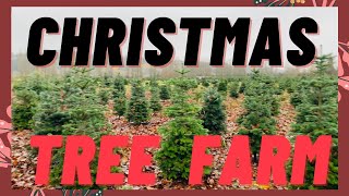 Magical Christmas Tree Farm Tour | የገና ዛፈ እርሻ ጉብኝት