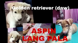 Golden retriever (daw) aspin Lang pla