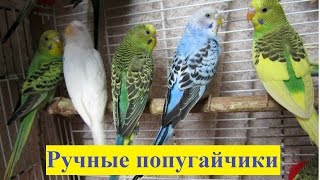 На руках волнистый птенец