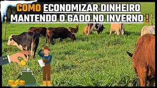 COMO ECONOMIZAR DINHEIRO MANTENDO O GADO NO INVERNO !!