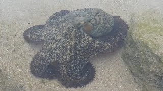 AwA Large Octopus at the beach (Octopus pallidus)