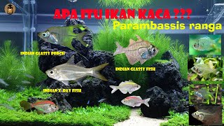 Ikan Kaca, Parambassis rangka, ikan disko, ikan lukis, ikan transparan,ikan tropis | Ayu Damar Lampu