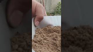 TRUCO PARA QUE TUS SEMILLAS GERMINEN MÁS RAPIDO