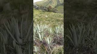 pohon edelweis di sabana merbabu