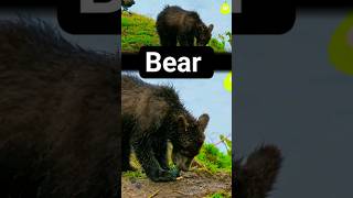 Cute Baby Bear | Funny Bear Sound Wild Animals #shorts #cute #baby