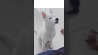 Cães e Gatos Engraçados se Divertindo a Todo Vapor!🐱‍👤🐶