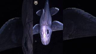 Ghost Shark (Chimaera)