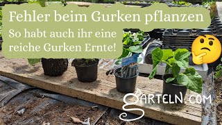 Gurken pflanzen - Klassische Fehler die Du vermeiden solltet