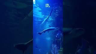 Role of Sharks in the Ecosystem #sharksrole #shorts #short