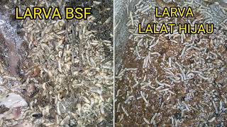 Cara membedakan Maggot BSF dengan Lalat hijau atau lokal