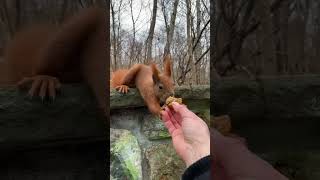 My Red Squirrel Didn’t Want Me to Leave 😁❤️ Орешек на Прощание #shorts #funnysquirrels #wildlife