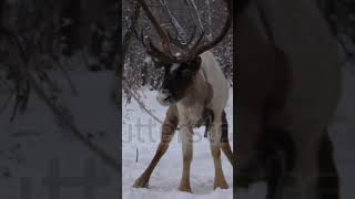 #Alashan #wapiti #fallow #deer #Finnish forest #reindeer #European #fallow deer