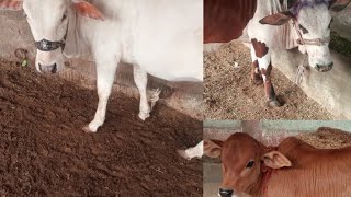 Bakra Eid K Khubsurat Janwar