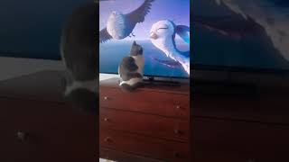 Funny cats CHUKASYK watch TV 2020 may