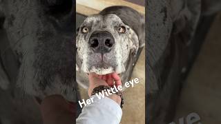 Weird colored eye Great Dane #shorts #viral #greatdane #dogs #dogshorts #fyp ain’t she pretty