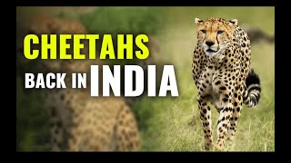 #shorts #narendramodi #pmmodi कैसे भारत में फिर से चीता लाया गया? | #cheetah #indian