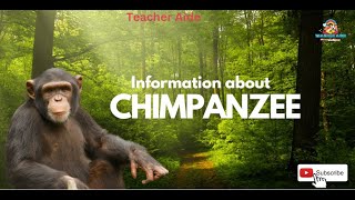 Information about | Chimpanzee | Teacher Aide | Australia | English| Endangered |