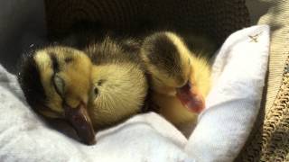 AWW Baby Ducklings Fall Asleep in a Hat