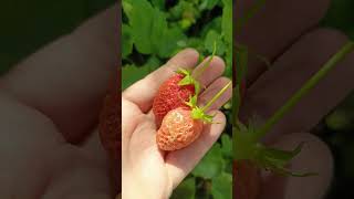 Клубника 🍓 начало#наша дача