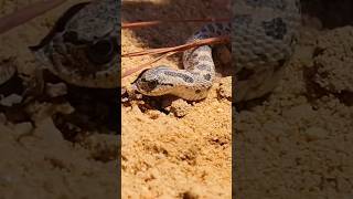 The CUTEST Snake You Will Ever See: Baby Southern Hognose Snake!  #snake #hognose #animals