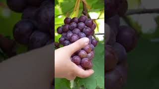 Memetik buah Anggur #fruits #grape #plants