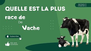 Quelle est la plus belle race de vache