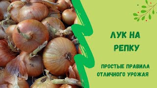 🌿☝Простые правила для отличного урожая лука на репку