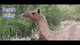 Camel Eating Bones || Hungry Camel in Desert || Hungry Camel In Sand Dunes