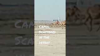 #short #SAUDI 🇸🇦 CAMEL #shortvideo