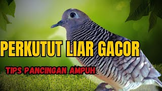 Suara Perkutut Sakti, Langsung Gacor dalam 5 Detik! Pancingan Dahsyat