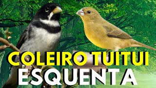 Coleiro tui-tui 💥 Canto de coleiro tui tui  💥 Coleiro tui tui cantando 💥 Coleiro tui-tui