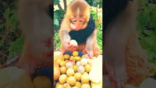 funny monkey# animals#short# short youtube#@bestshorts188