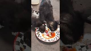 BABY KITTEN START EATING SARDINAS FOOD#shorts