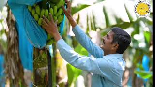 किसान अनुभव केला खेती में |How to Grow Banana Farm  @Bananasmartfarming