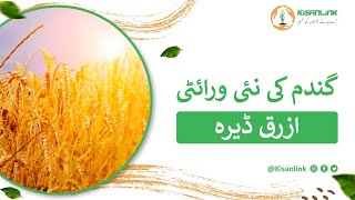 Wheat New Veraity|Azrak Dera|گندم کی نئی ورائٹی ازرق ڈیرہ کے بارے  میں معلومات