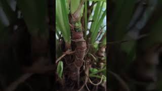 Synghonium plant#thegrounddiaries #song#shortsvideo #viralshort