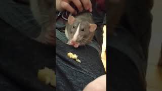 Pepper the Pet Rat