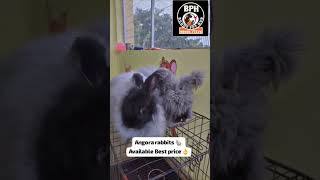 Angora rabbits👍🏻available at best price.pleaseCONTACT:9959877274,delivery available #puppiesforsale