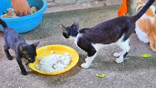 On time Feeding foods for dogs and cats in the pagoda