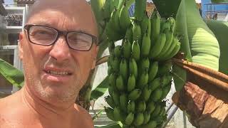 My Banana tree - Venezuela Now - Oct 2nd, 2023