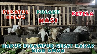 Comboran yang mematikan domba